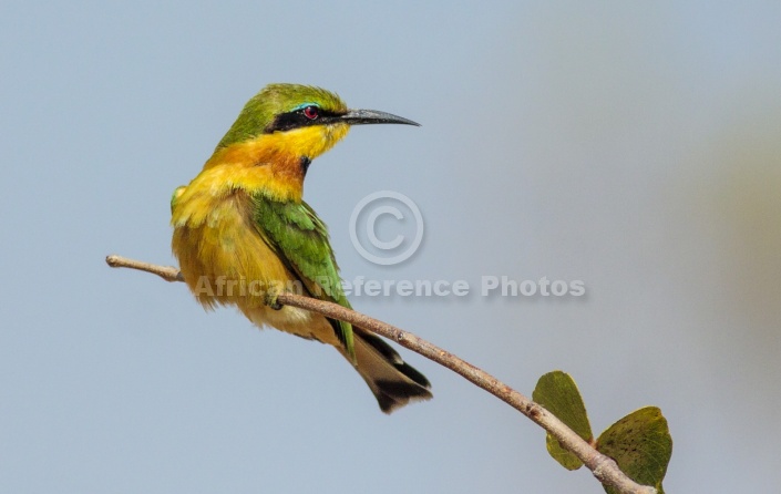 Little Bee-eater