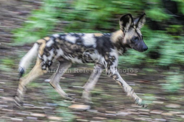 Wild Dog on the Move