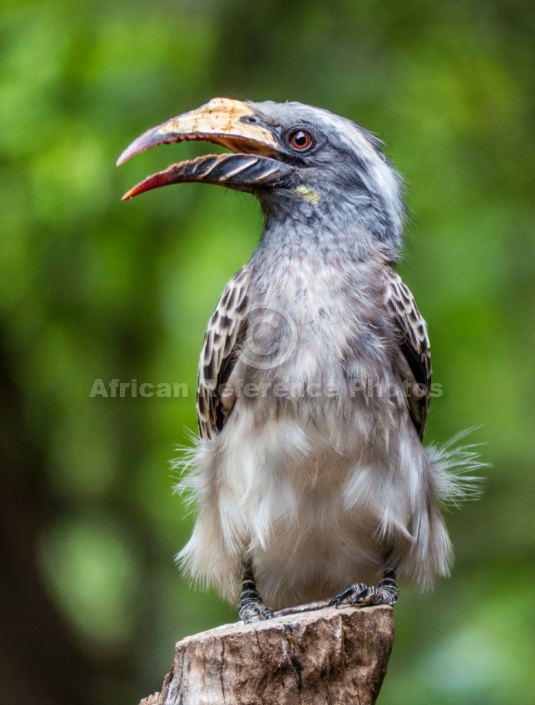 African Grey Hornbill Looking Sideways