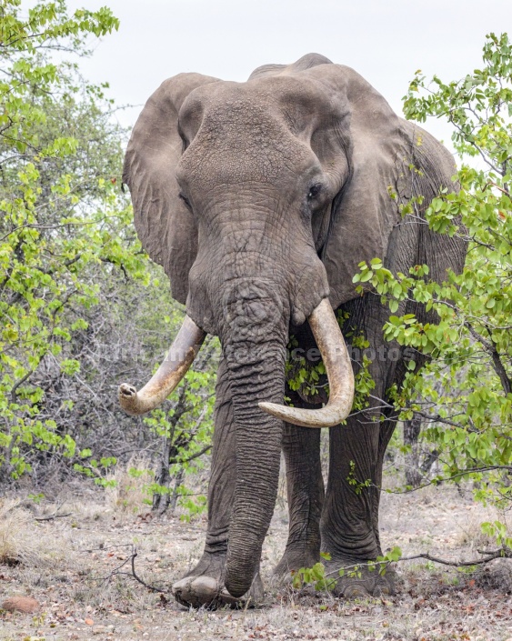 Bull Elephant with Big Tusks