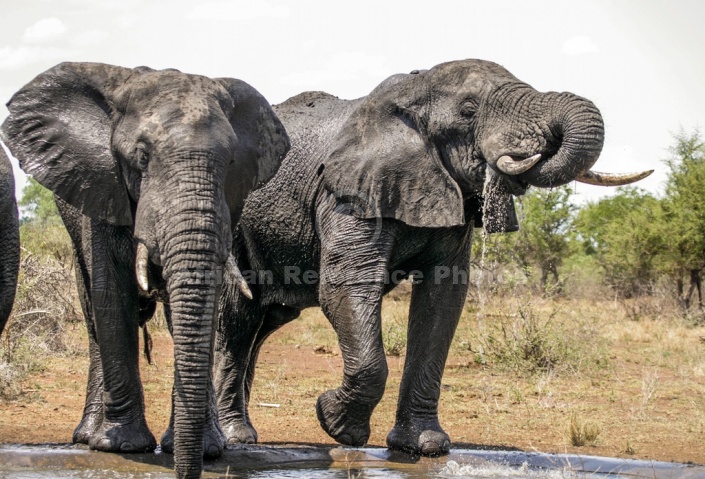 African Elephant Pair Drinking