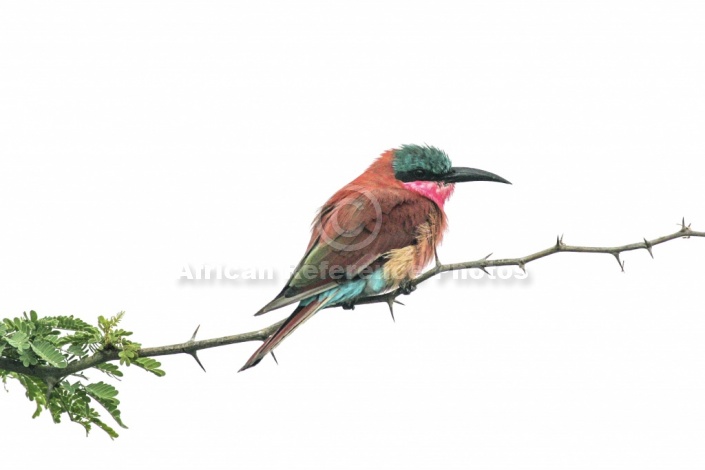 Carmine Bee-eater