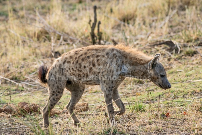 Spotted Hyena photo for art reference