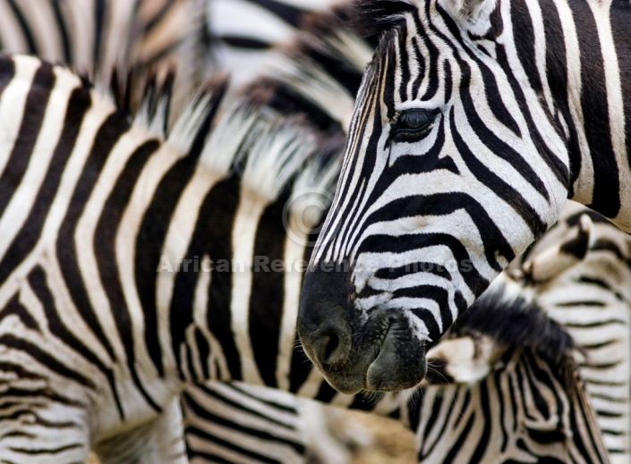 Zebra Group in Tight Formation