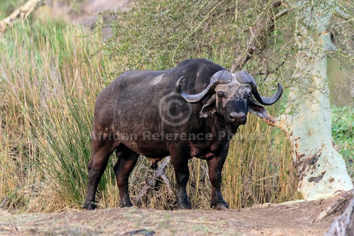 African Buffalo