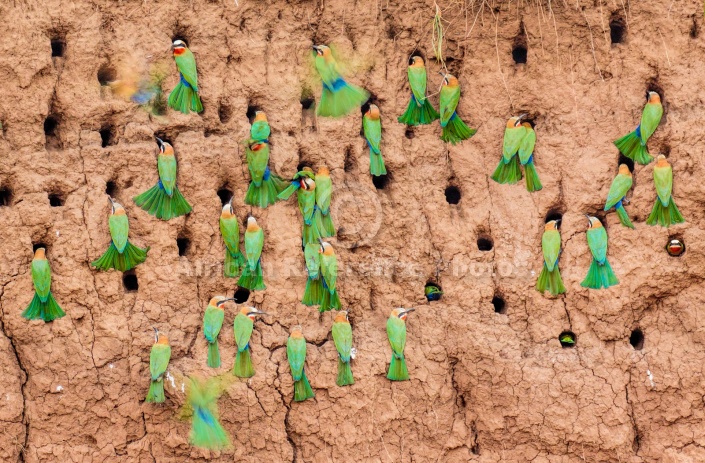 White-fronted Bee-eaters Nesting in River Bank