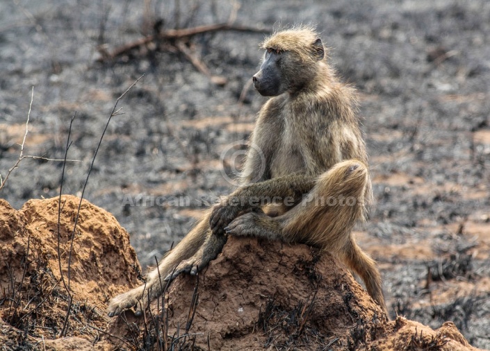 Chacma Baboon