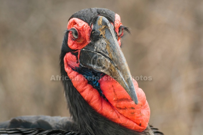 Art Reference image of Southern Ground Hornbill