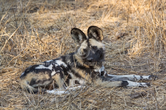 Wild Dog