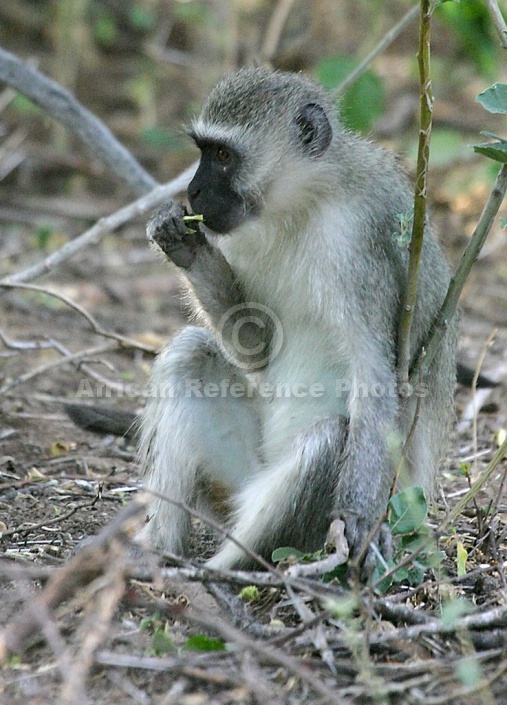 Vervet Monkey