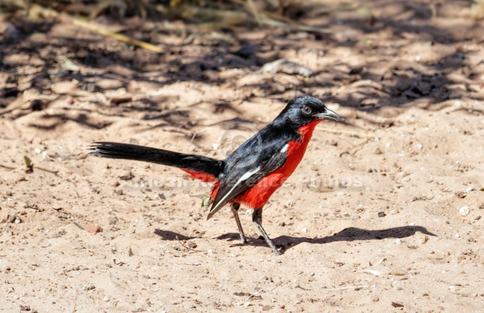 Crimson-breasted Shrike