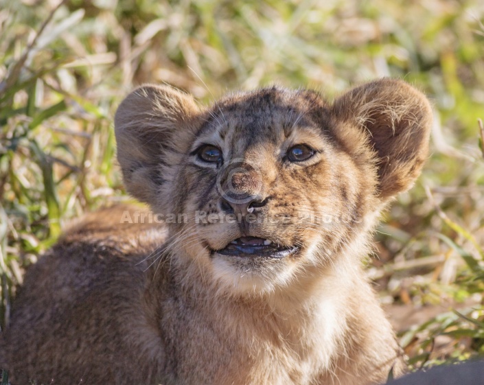 Lion Cub