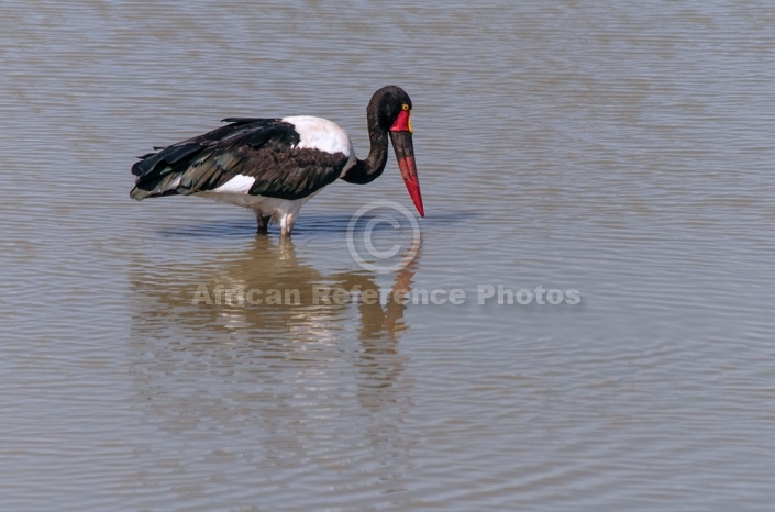 Saddle-billed Stork Fishing