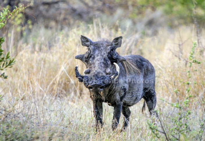 Warthog Boar