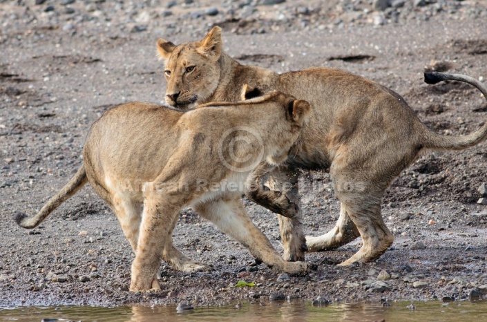 Young Lions Play-Fighting Reference Photo