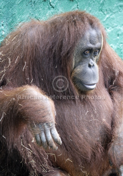 Captive Orangutan