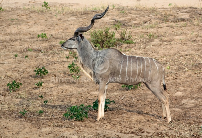 Kudu Bull, Kruger National Park