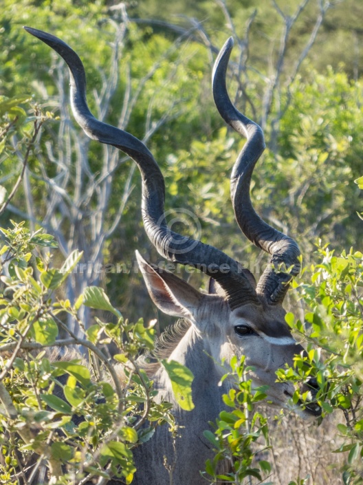 Kudu Bull, Head Shot