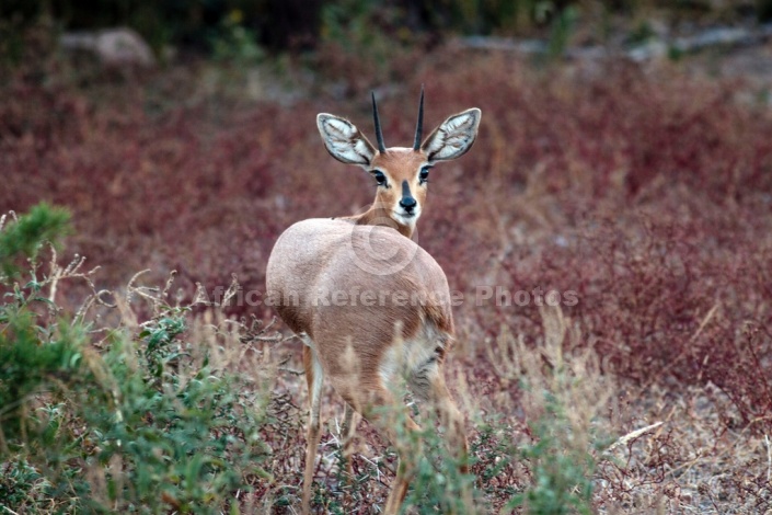 Male Steenbok Lookng Back