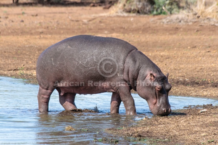 Hippo leaving water