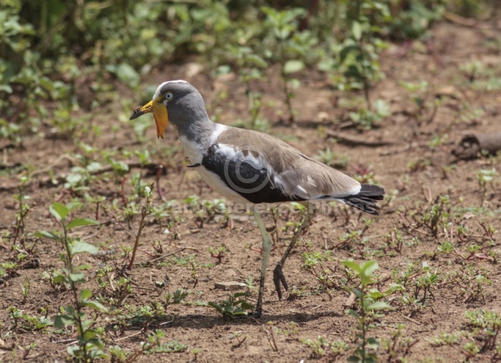 White-crowned Lapwing