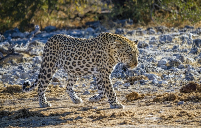 Leopard on the Move