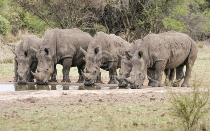 White Rhino Group