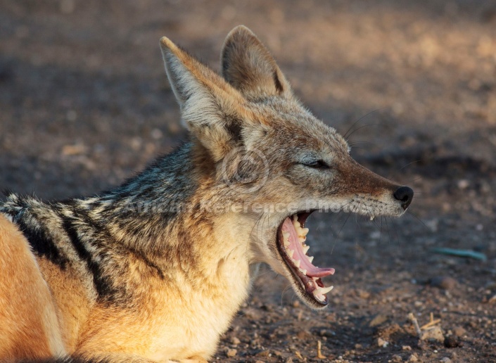 Black-backed Jackal