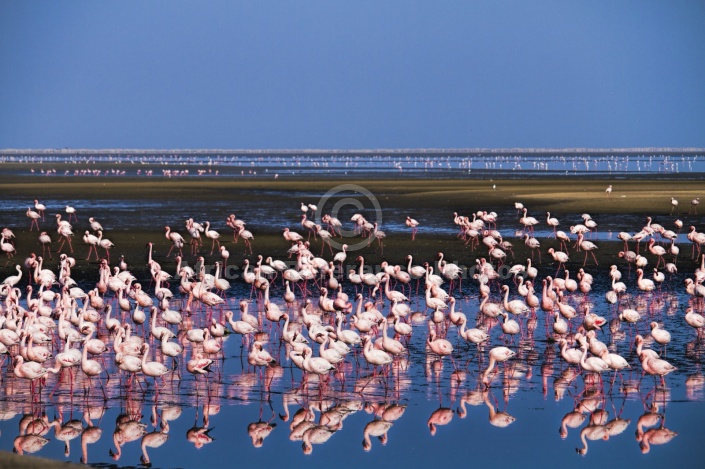 Lesser Flamingos