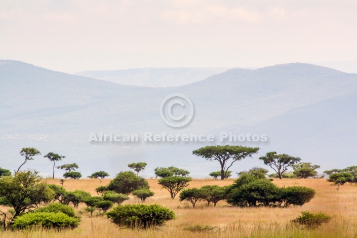 Acacia Tree