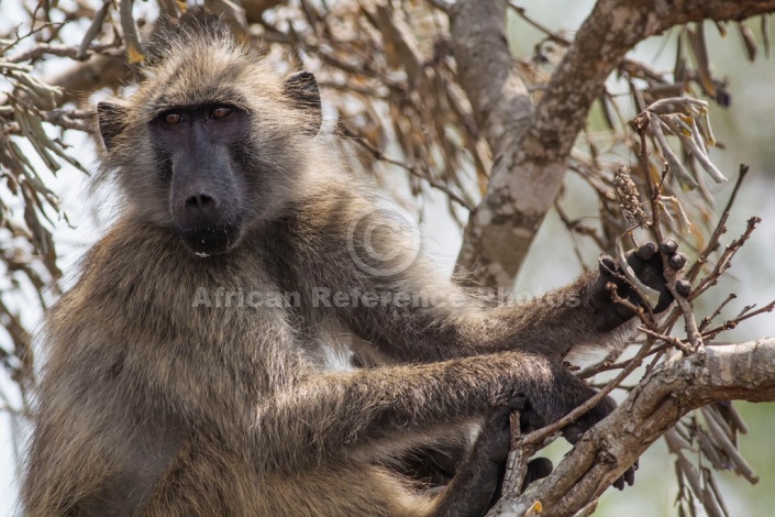 Chacma Baboon