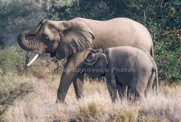 Elephant Youngster Suckling