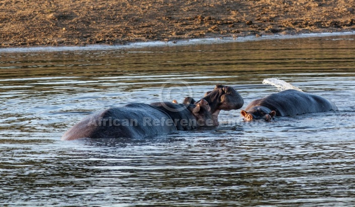 Hippopotamus