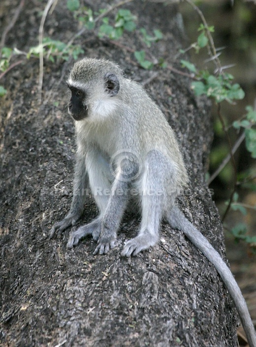 Vervet Monkey