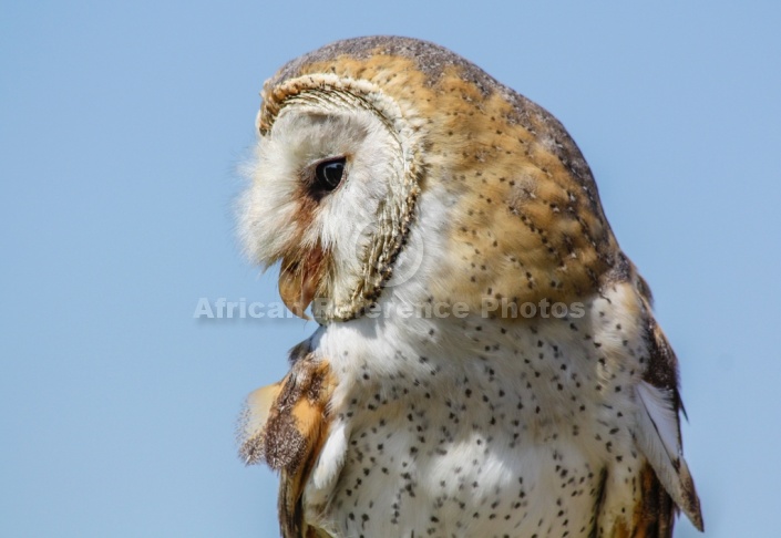 Barn Owl, Close-Up