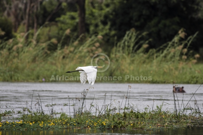 Great Egret in flight