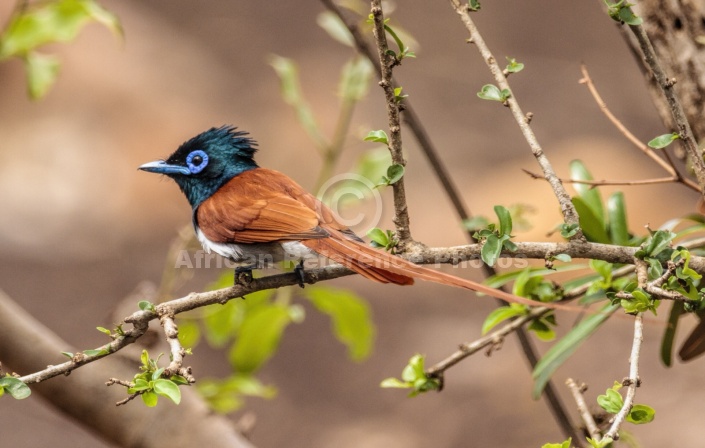 African Paradise-flycatcher