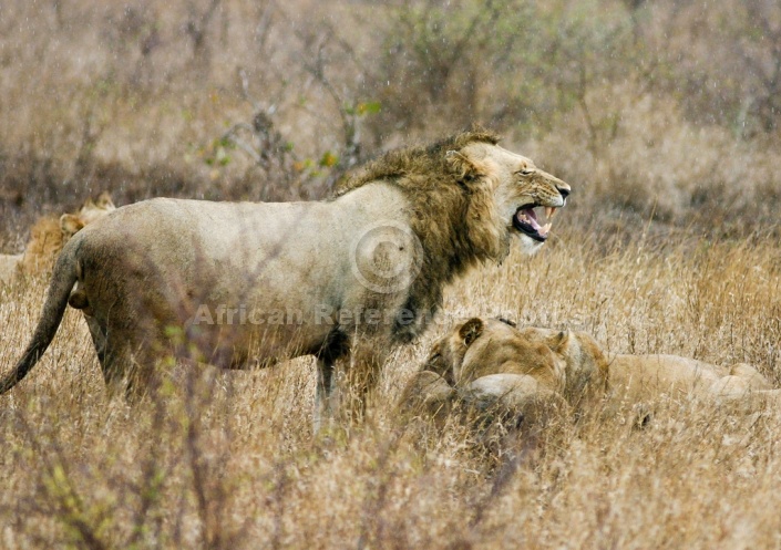 Male Lion Standing in Rain