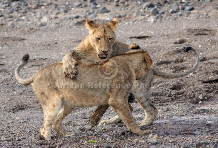 Young Lions Hone Hunting Skills