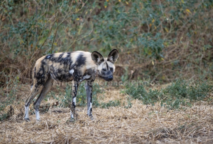 Wild Dog