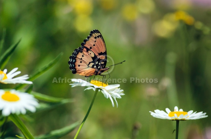 Gaudy Commodore Butterfly Reference Photo