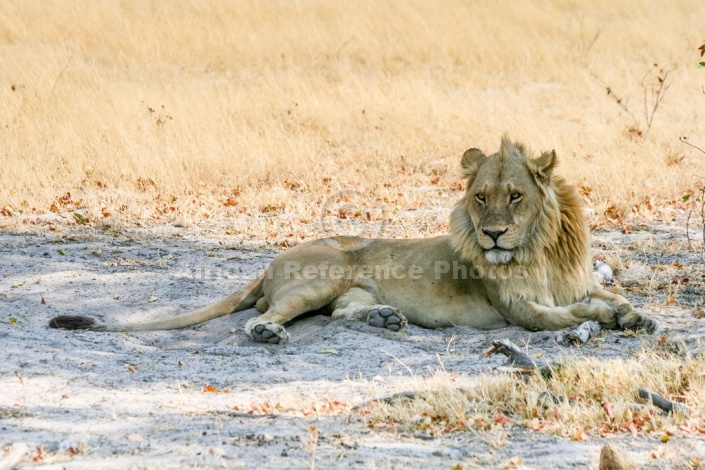 Young Male Lion