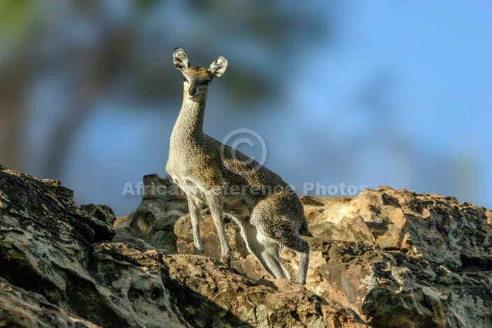 Klipspringer Female