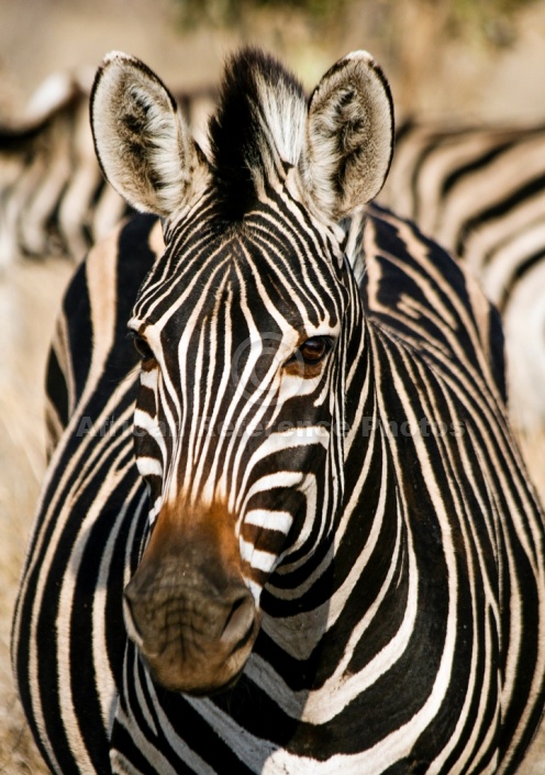 ZebraHead,  Close-Up