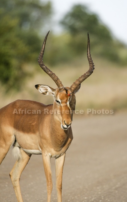 Impala Ram with Oxpecker