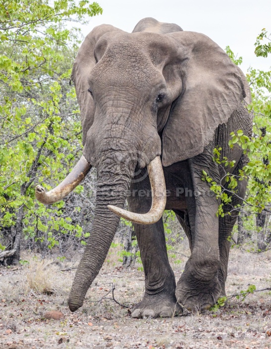 Bull Elephant with Big Tusks