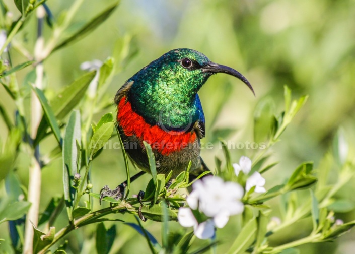 Southern Double-collared Sunbird on Freylinia