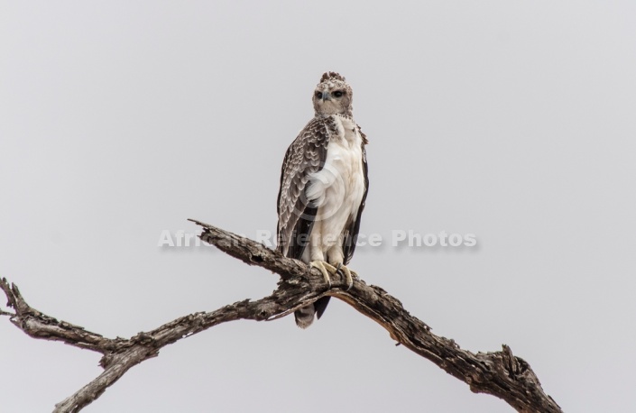 Immature Martial Eagle