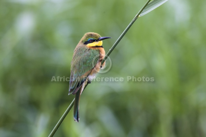 Little Bee-Eater