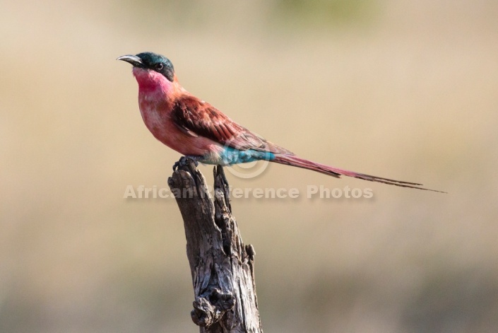 Carmine Bee-eater